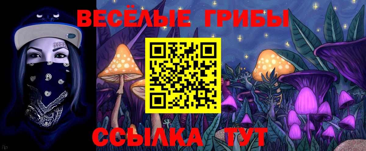 Галлюциногенные грибы Psilocybe Дедовск